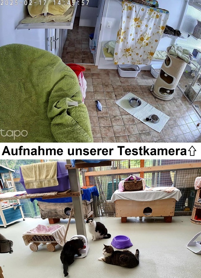Aufnahme Testkamera Katzengnadenhof Schnurrli Sternenberg